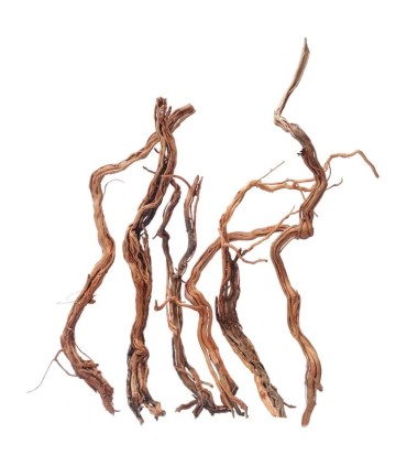 RAMAS TWIST ROOT