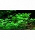 HYDROCOTYLE TRIPARTITA