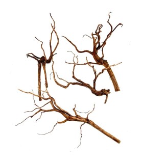RAMASALA BROWM