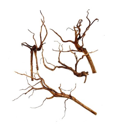 RAMASALA BROWM