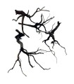 RAMASALA BLACK