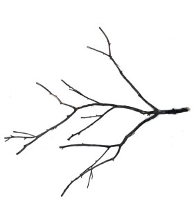 SHADOW WOOD