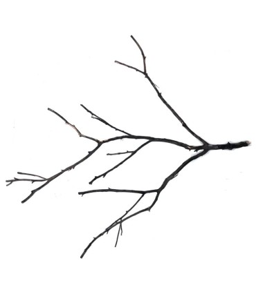 SHADOW WOOD