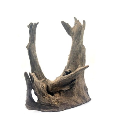 NATURAL OLD TREE ROOT