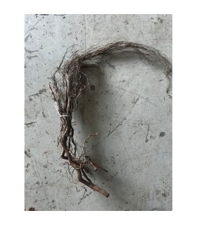 WATER ROOT
