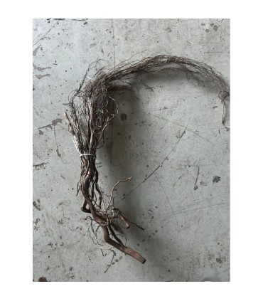 WATER ROOT