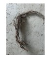 WATER ROOT