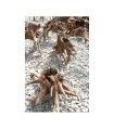 DRIFTWOOD HOLE AND ROOT