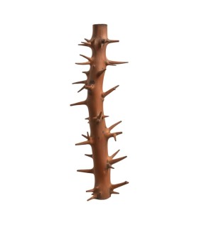 SPINY BRANCH