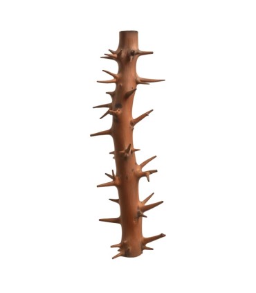 SPINY BRANCH