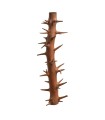 SPINY BRANCH