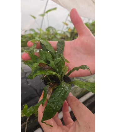 MICROSORUM INDIA