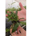MICROSORUM INDIA