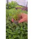 ROTALA ORANGE JUICE