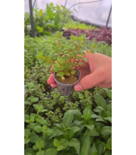 ROTALA ORANGE JUICE