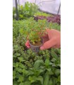 ROTALA ORANGE JUICE