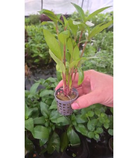NOMANPHYLA STRICTA