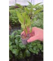 NOMANPHYLA STRICTA