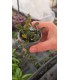 BUCEPHALANDRA BLUE