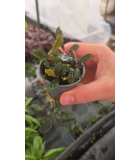 BUCEPHALANDRA BLUE