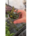 BUCEPHALANDRA BLUE