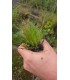 ELEOCHARIS VIVIPARA