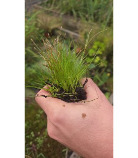 ELEOCHARIS VIVIPARA