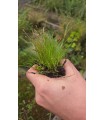 ELEOCHARIS VIVIPARA