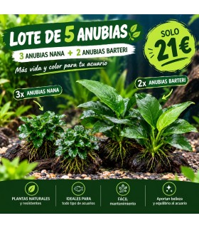 LOTE DE 5 ANUBIAS