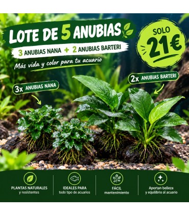 LOTE DE 5 ANUBIAS