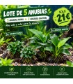 LOTE DE 5 ANUBIAS