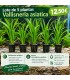 LOTE DE 5 VALLISNERIAS ASIATICAS