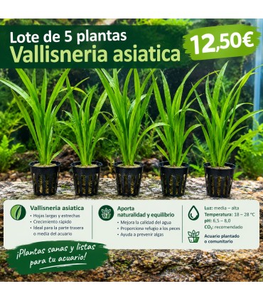 LOTE DE 5 VALLISNERIAS ASIATICAS