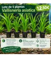 LOTE DE 5 VALLISNERIAS ASIATICAS