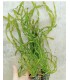 LOTE DE 5 VALLISNERIAS ASIATICAS