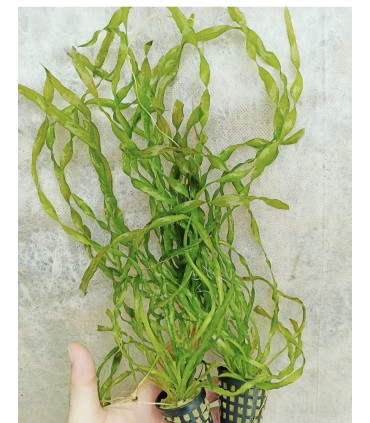 LOTE DE 5 VALLISNERIAS ASIATICAS