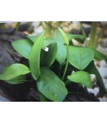 LOTE DE 5 ANUBIAS