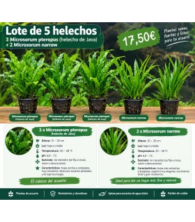 LOTE DE 5 HELECHOS MICOSORUM