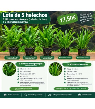 LOTE DE 5 HELECHOS MICOSORUM
