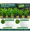 LOTE DE 5 HELECHOS MICOSORUM