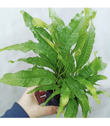 LOTE DE 5 HELECHOS MICOSORUM