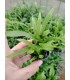 LOTE DE 5 HELECHOS MICOSORUM