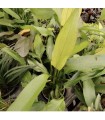 LOTE DE 5 ECHINODORUS 15€