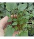 LOTE DE 5 CRYPTOCORYNE 15€
