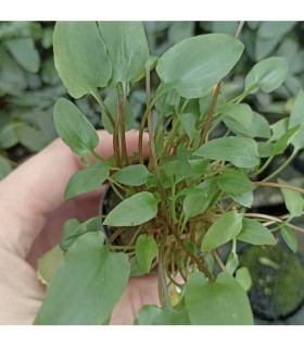 LOTE DE 5 CRYPTOCORYNE 15€