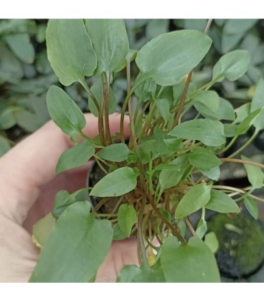 LOTE DE 5 CRYPTOCORYNE 15€