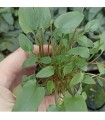 LOTE DE 5 CRYPTOCORYNE 15€