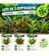 LOTE DE 5 CRYPTOCORYNE 15€