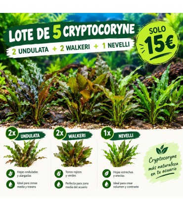 LOTE DE 5 CRYPTOCORYNE 15€