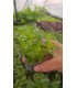 BACOPA LANIGERA